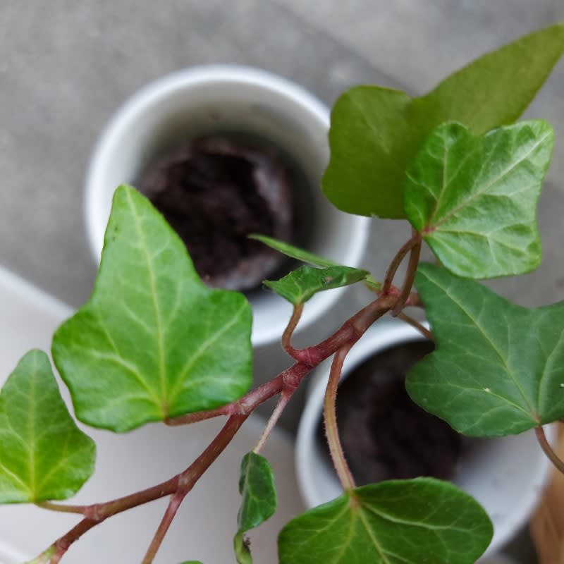 Pack of 500 Tree Kit Cups, We Plant 5000 More Trees