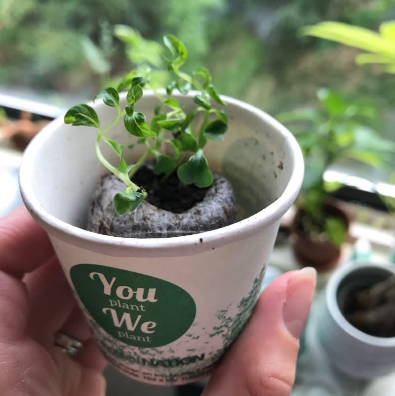 Pack of 500 Tree Kit Cups, We Plant 5000 More Trees