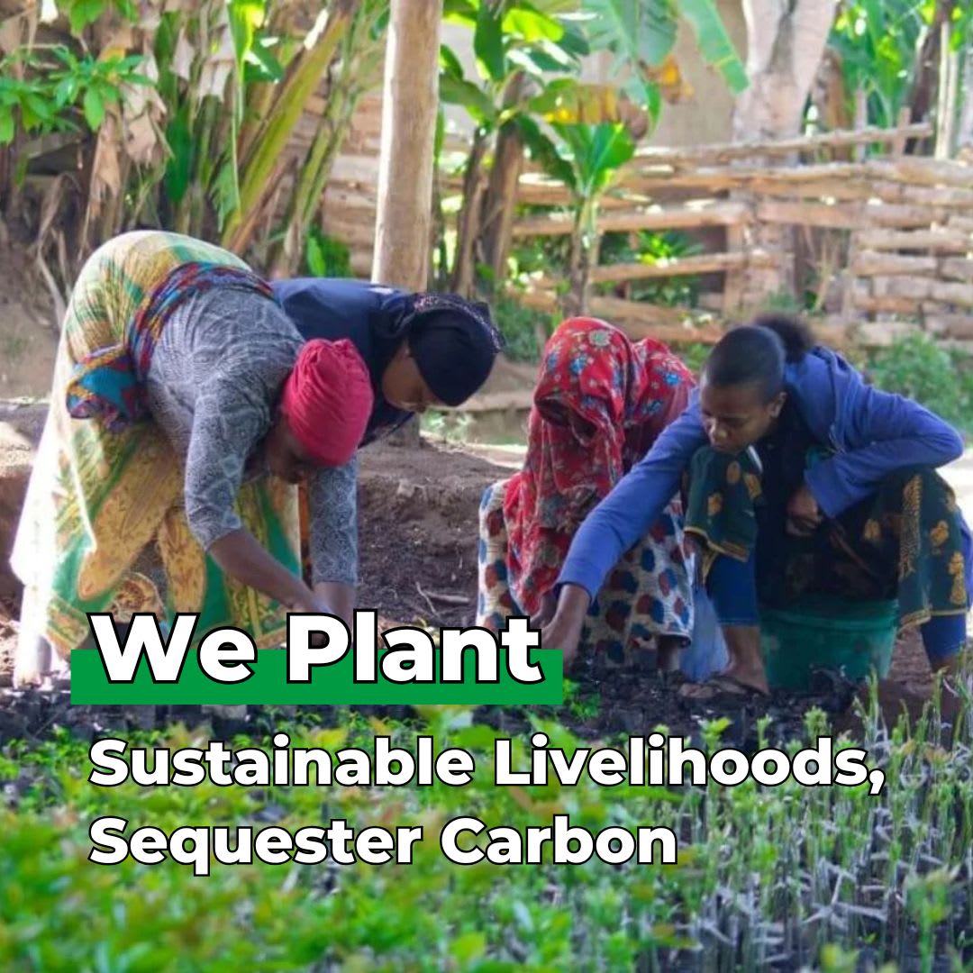 Gift Us a Forest – 200 Trees to Celebrate Our Love – “Roots of Love”